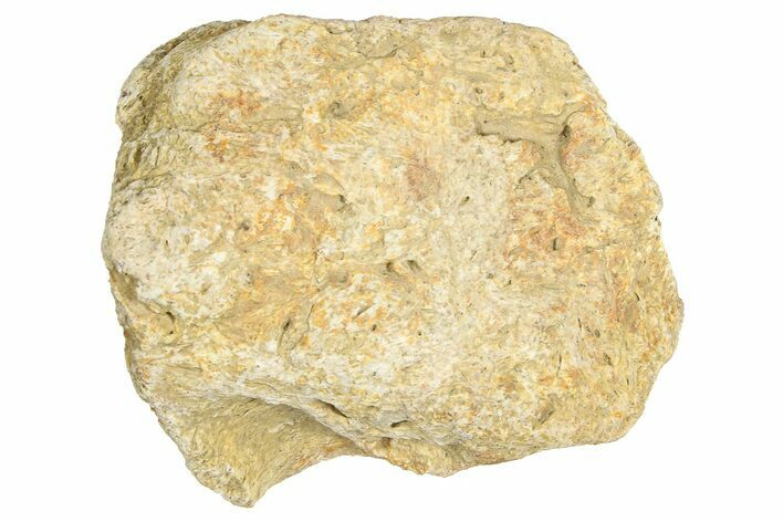 Dinosaur (Triceratops) Frill Shield Section - Montana #366619